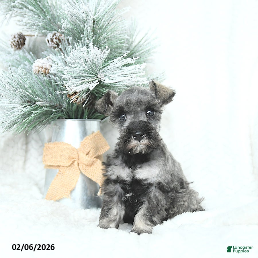 Miniature Schnauzer dogs Macy - Ad 12