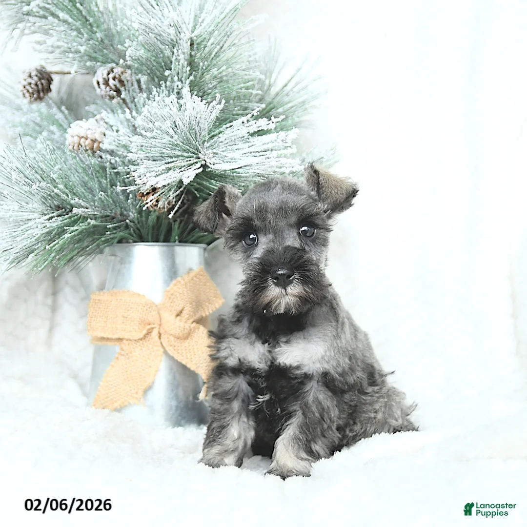 Miniature Schnauzer dogs for sale: Macy - Ad 1