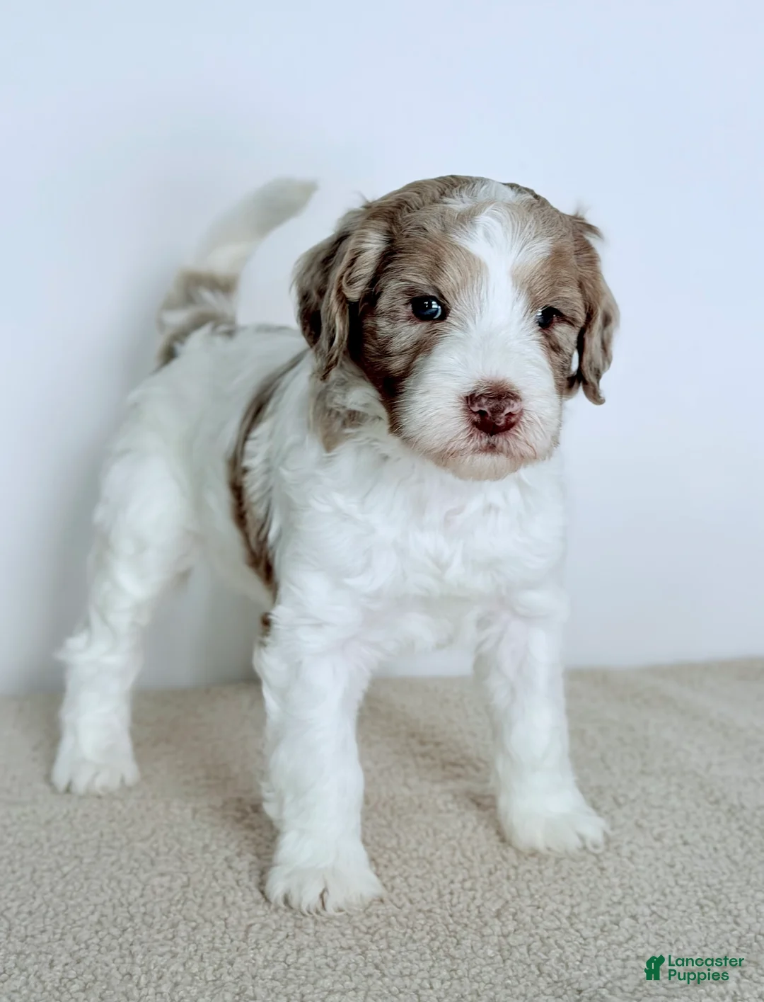 Bernedoodle dogs for sale: Praise  - Ad 5