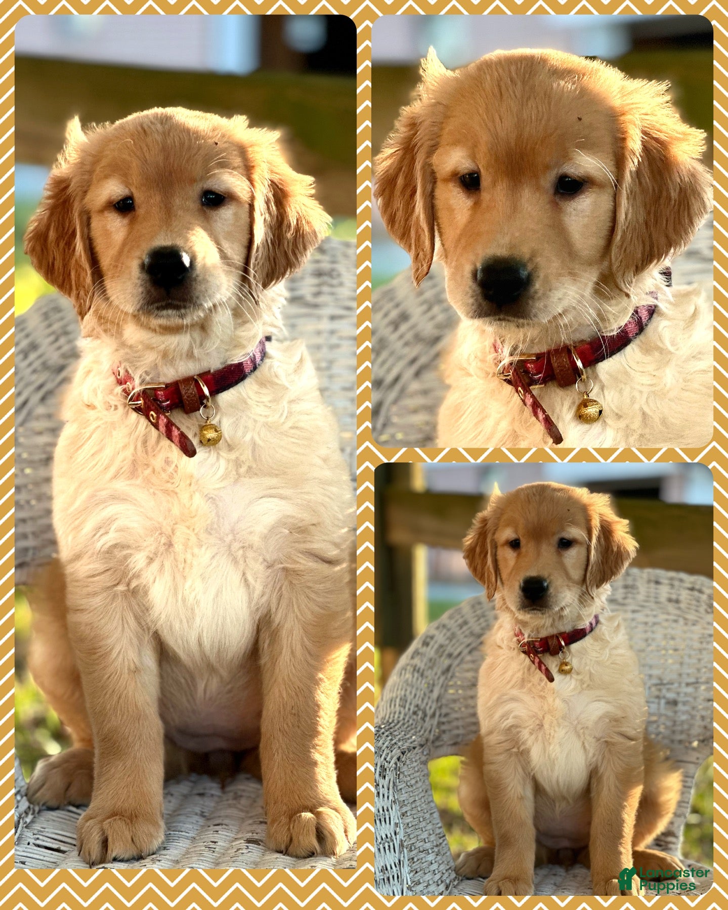 Golden Retriever dogs AKC Butter - Ad 1