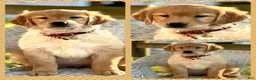 Golden Retriever dogs for sale: AKC Butter - Ad 3