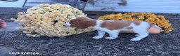 Welsh Springer Spaniel dogs for sale: Leslie - Ad 6