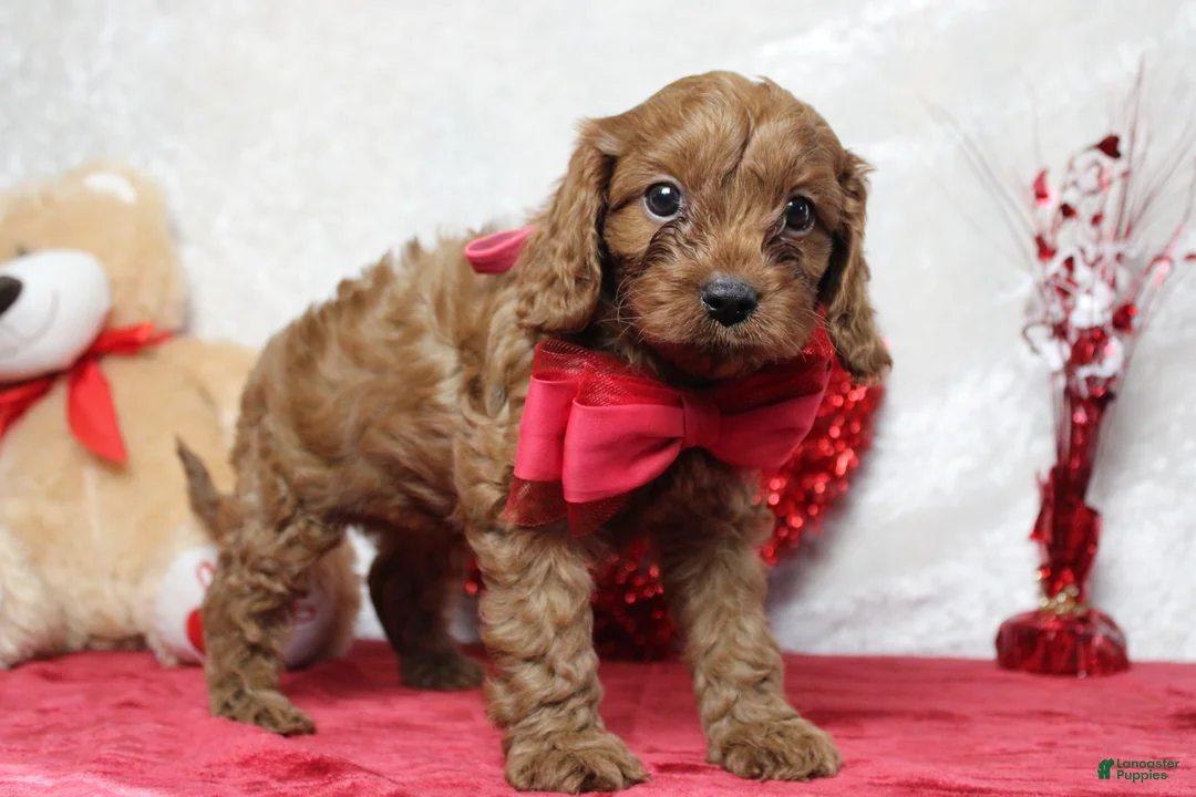 Cavapoo dogs for sale: Cinnamon  - Ad 1