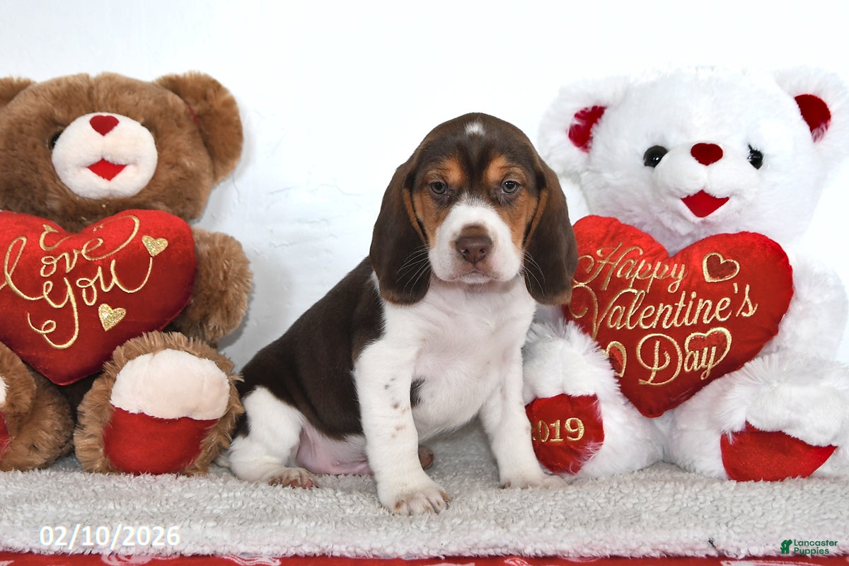 Beagle dogs Hunter - Ad 2