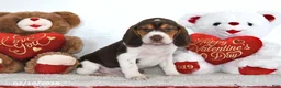 Beagle dogs for sale: Hunter - Ad 2