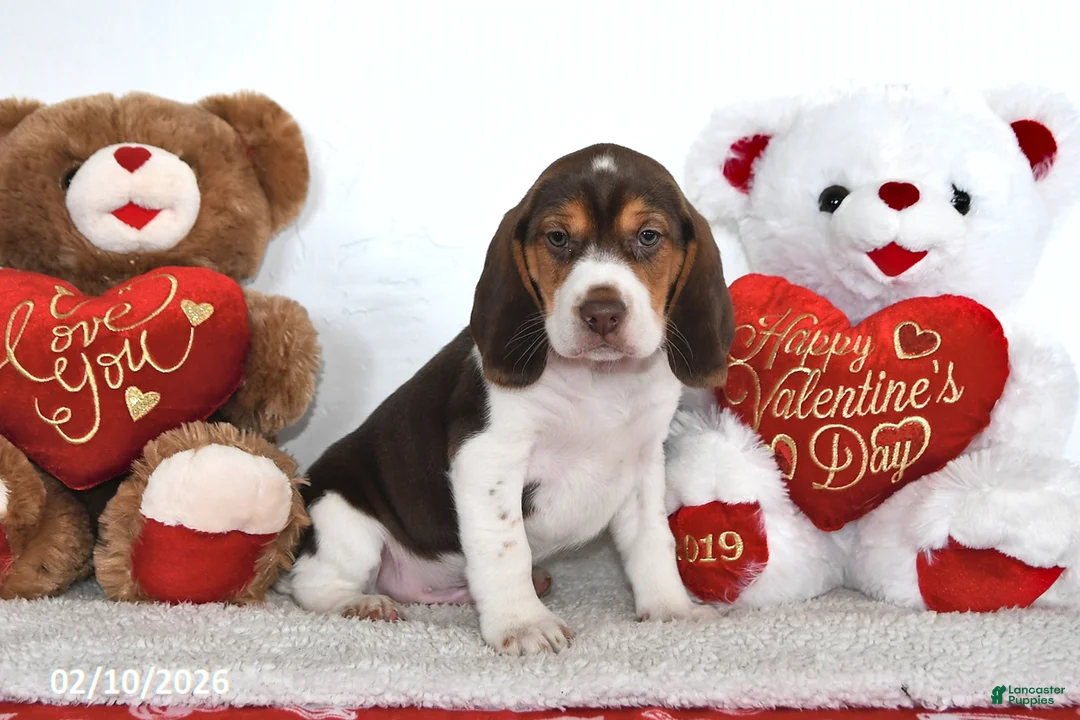 Beagle dogs for sale: Hunter - Ad 2