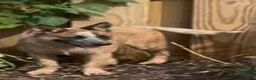 Australian Cattle Dog dogs for sale: Georgie Girl - Ad 44