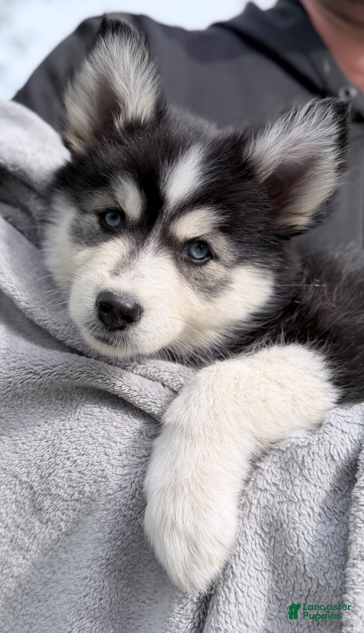 Pomsky dogs Daisy  - Ad 32