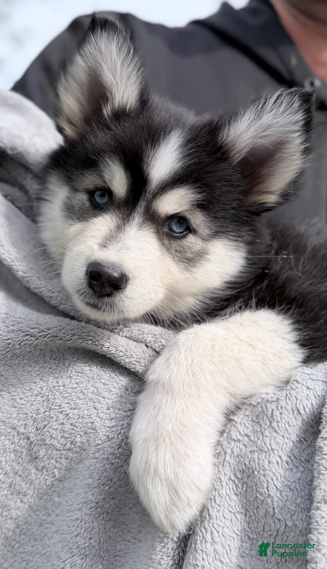Pomsky dogs for sale: Daisy  - Ad 1