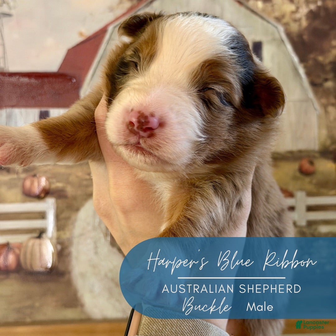 Australian Shepherd dogs for sale: Buckle - Ad 28