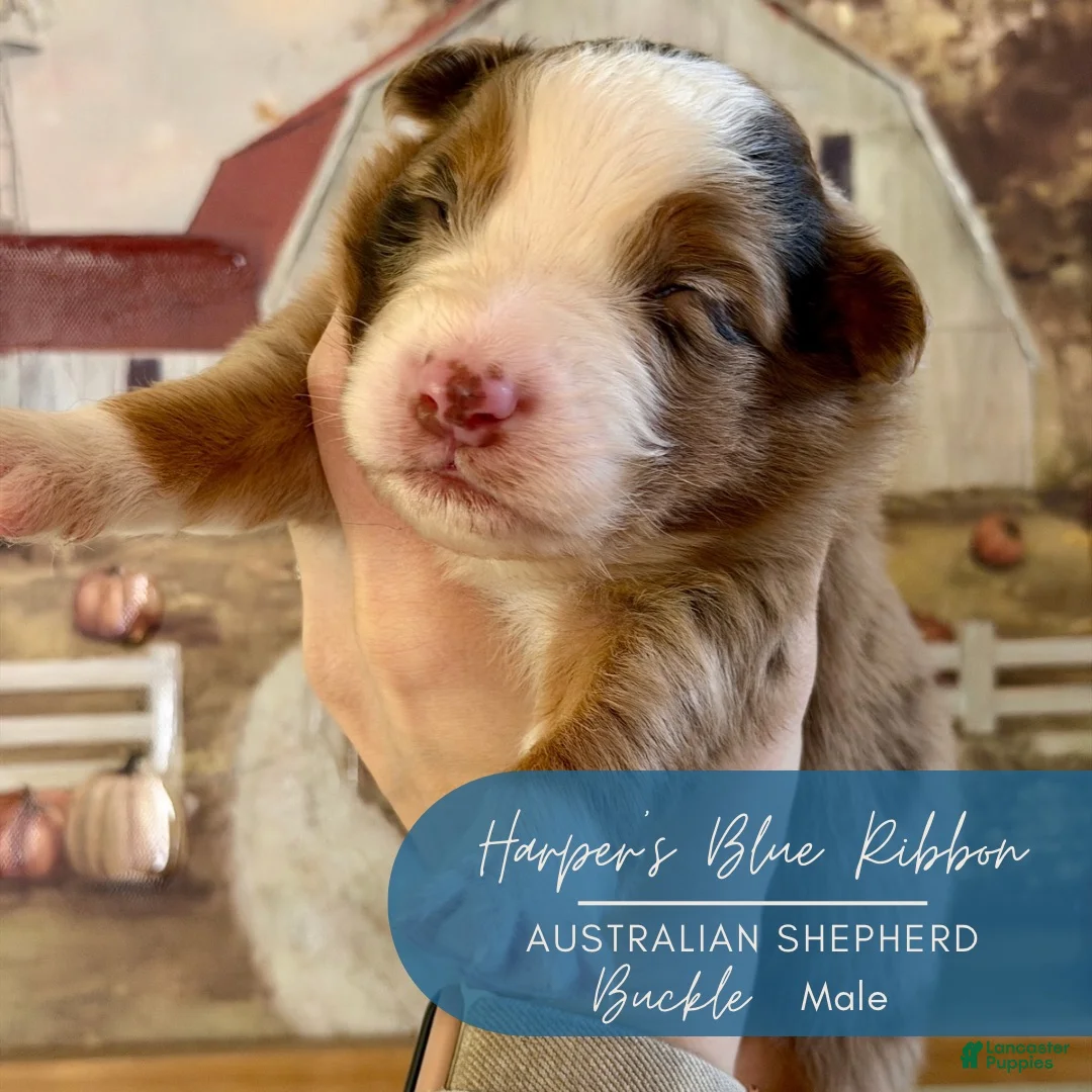 Australian Shepherd dogs for sale: Buckle - Ad 1
