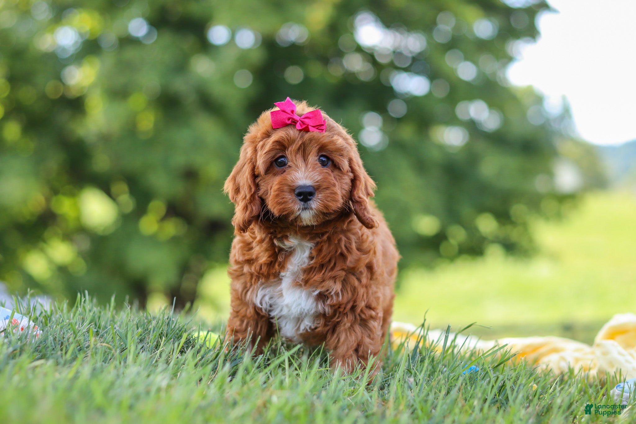 Cavapoo dogs Dixie - Ad 1