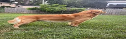 Golden Retriever dogs for sale: Light green  - Ad 10