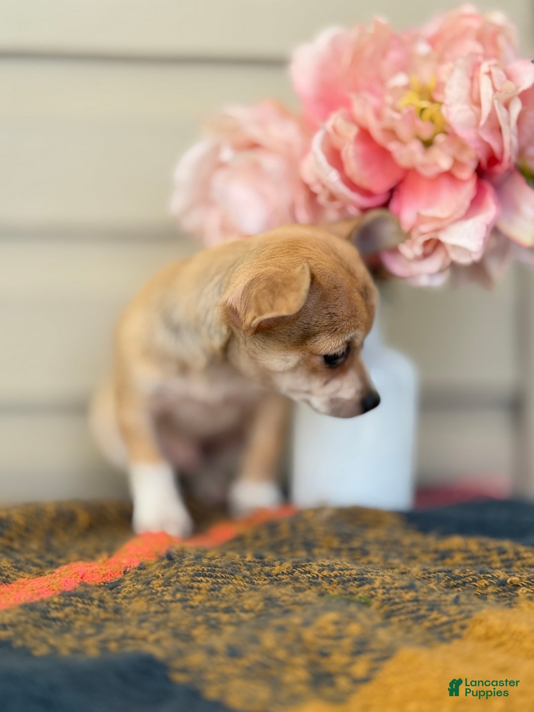 Chihuahua dogs for sale: Quincy - Ad 8