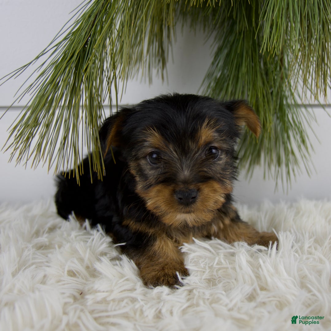 Yorkshire Terrier dogs for sale: Cole - Ad 6