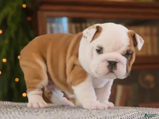 English Bulldog dogs Thor - Ad 25
