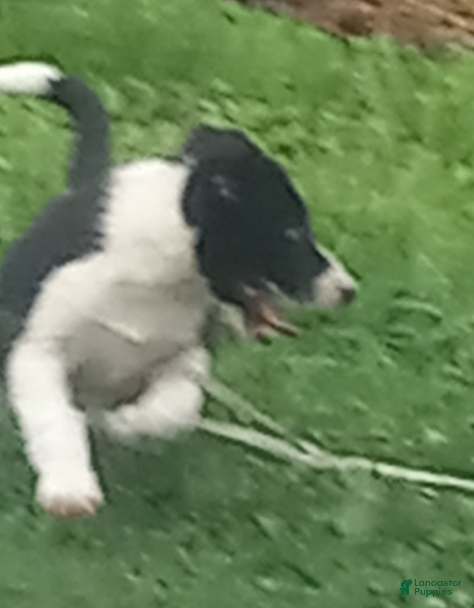 Border Collie dogs Spotify - Ad 2