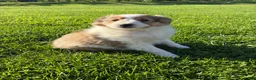 Shetland Sheepdog dogs for sale: Maxi - Ad 3