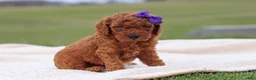 Mini Goldendoodle dogs for sale: Tilly - Ad 1