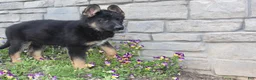 German Shepherd dogs for sale: Diva - Ad 6