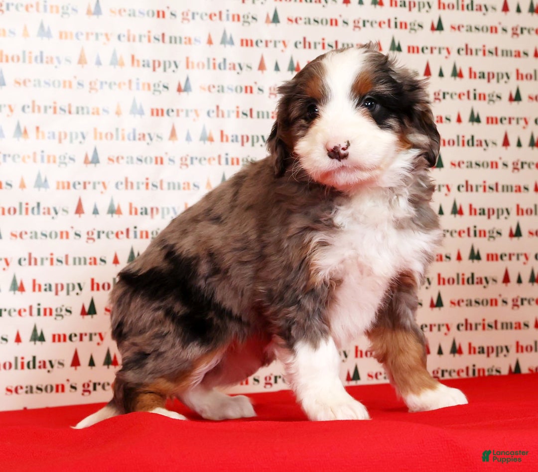 Mini Bernedoodle dogs for sale: Noel - Ad 8