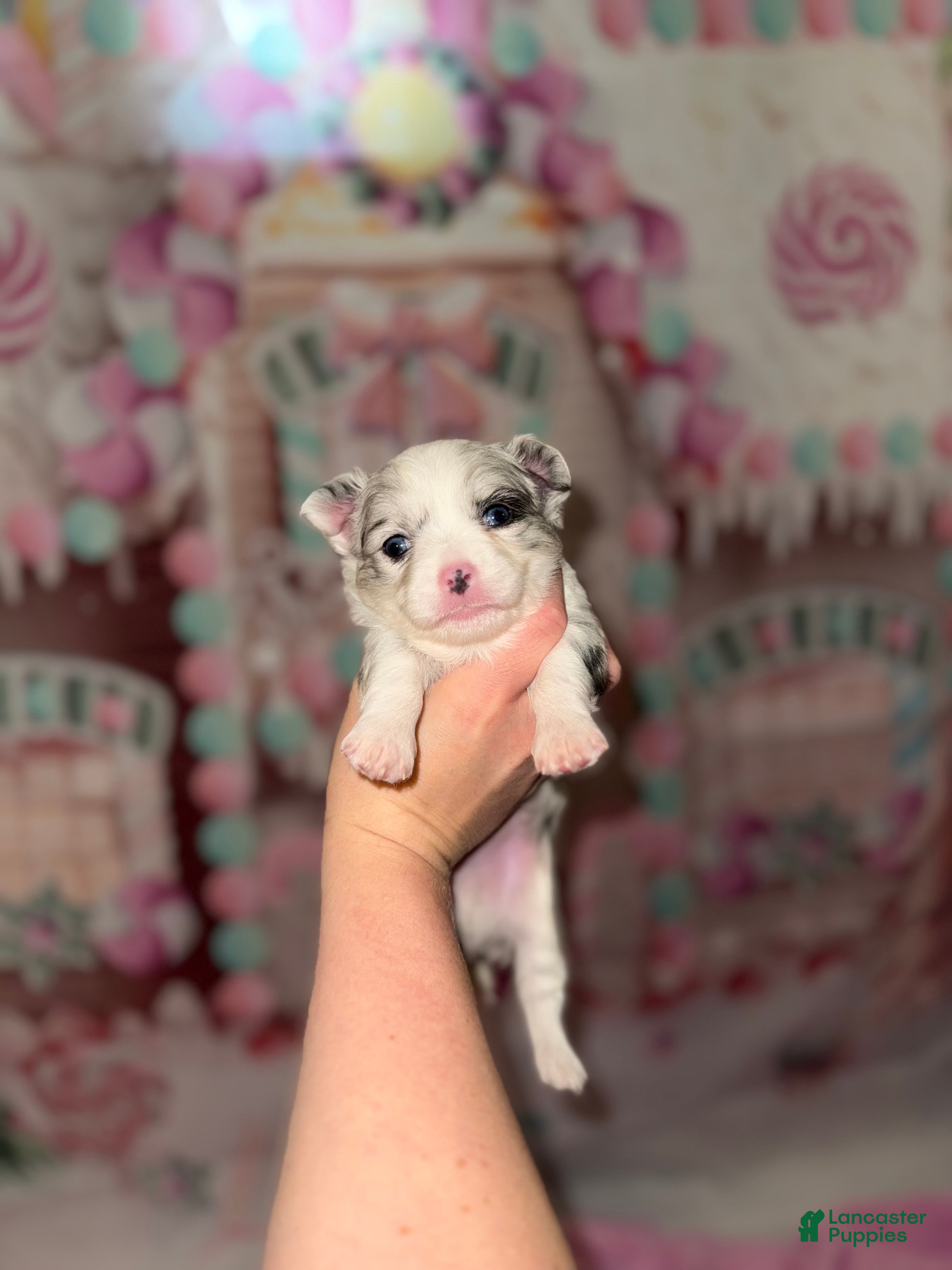 Chihuahua dogs Casper - Ad 5