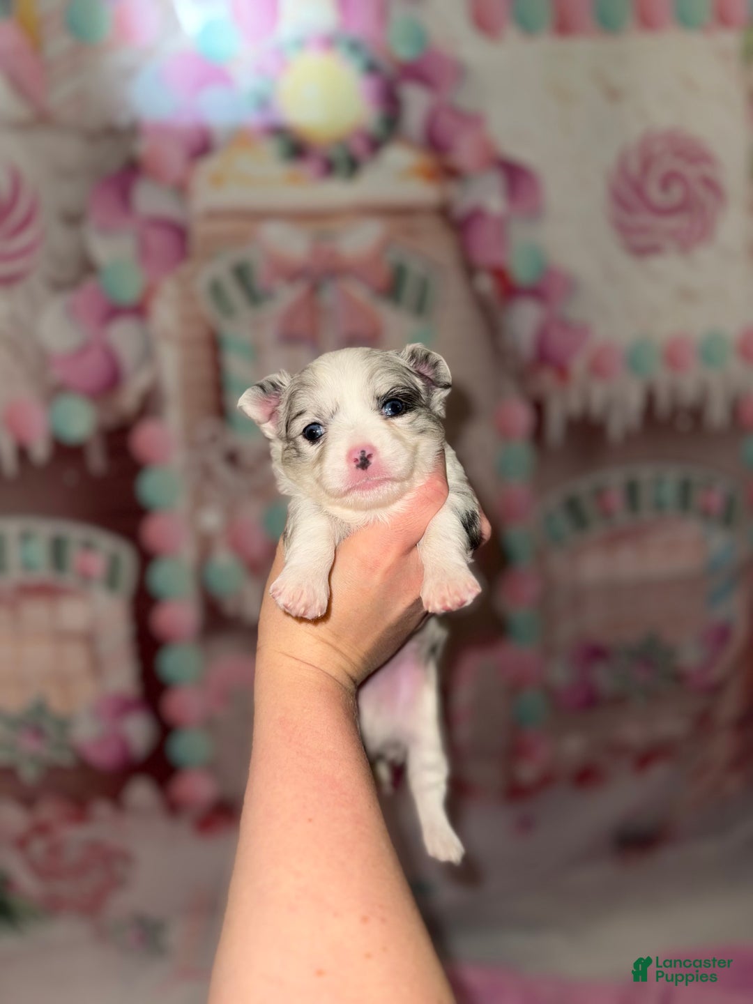 Chihuahua dogs for sale: Casper - Ad 1