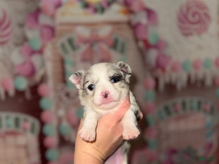 Chihuahua dogs Casper - Ad 5