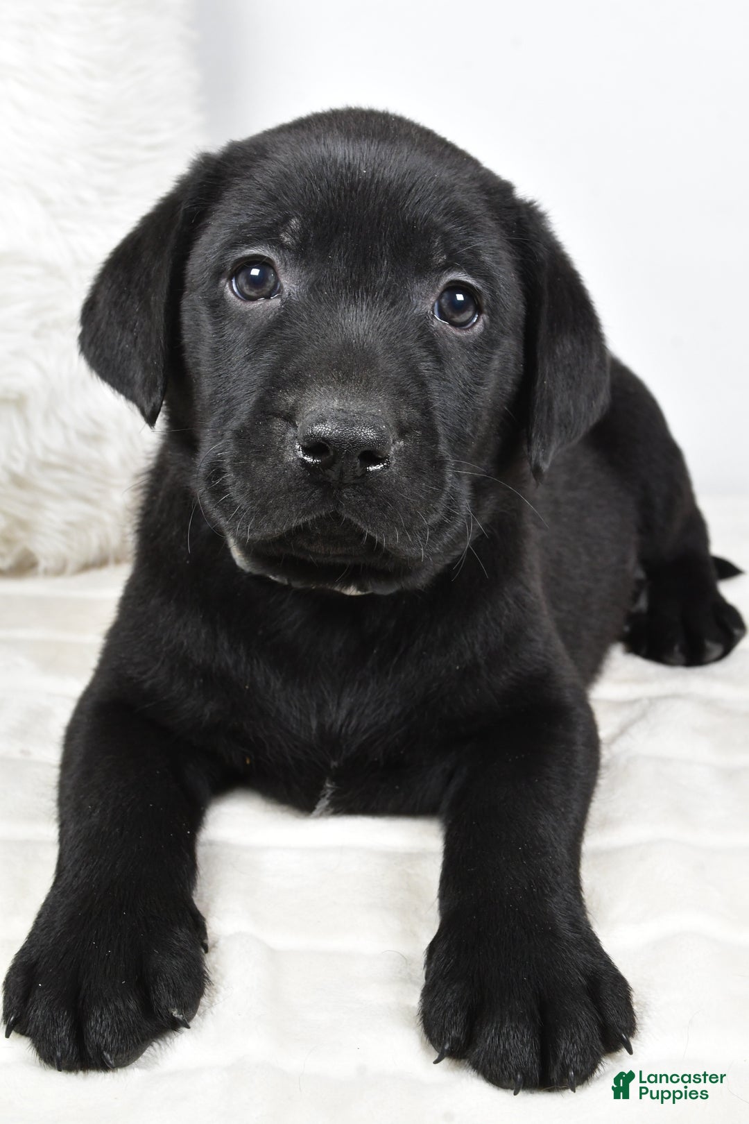 Labrador Retriever dogs for sale: Max - Ad 9