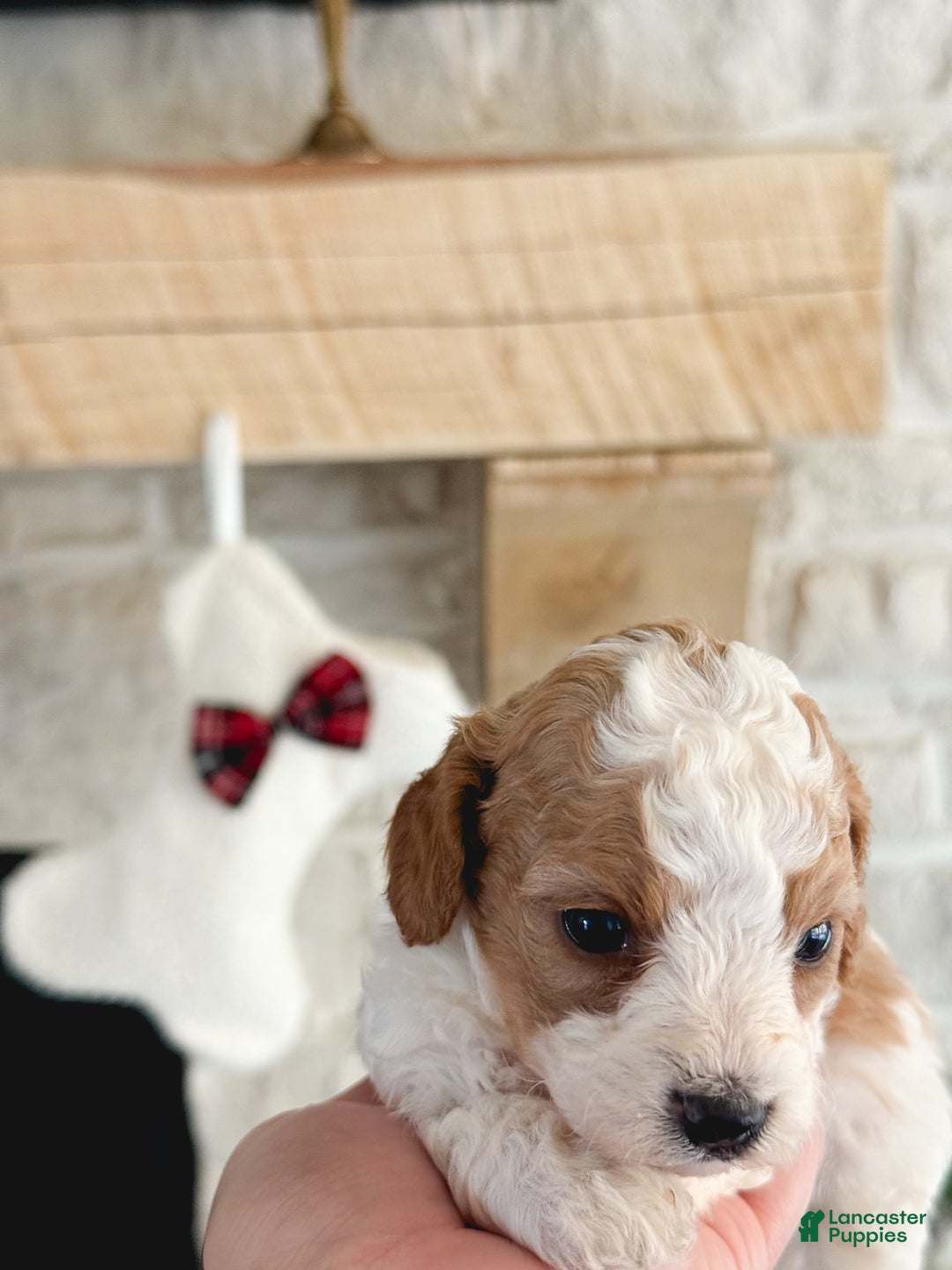 Cavachon dogs for sale: Cavachon Puppy 1 - Ad 3