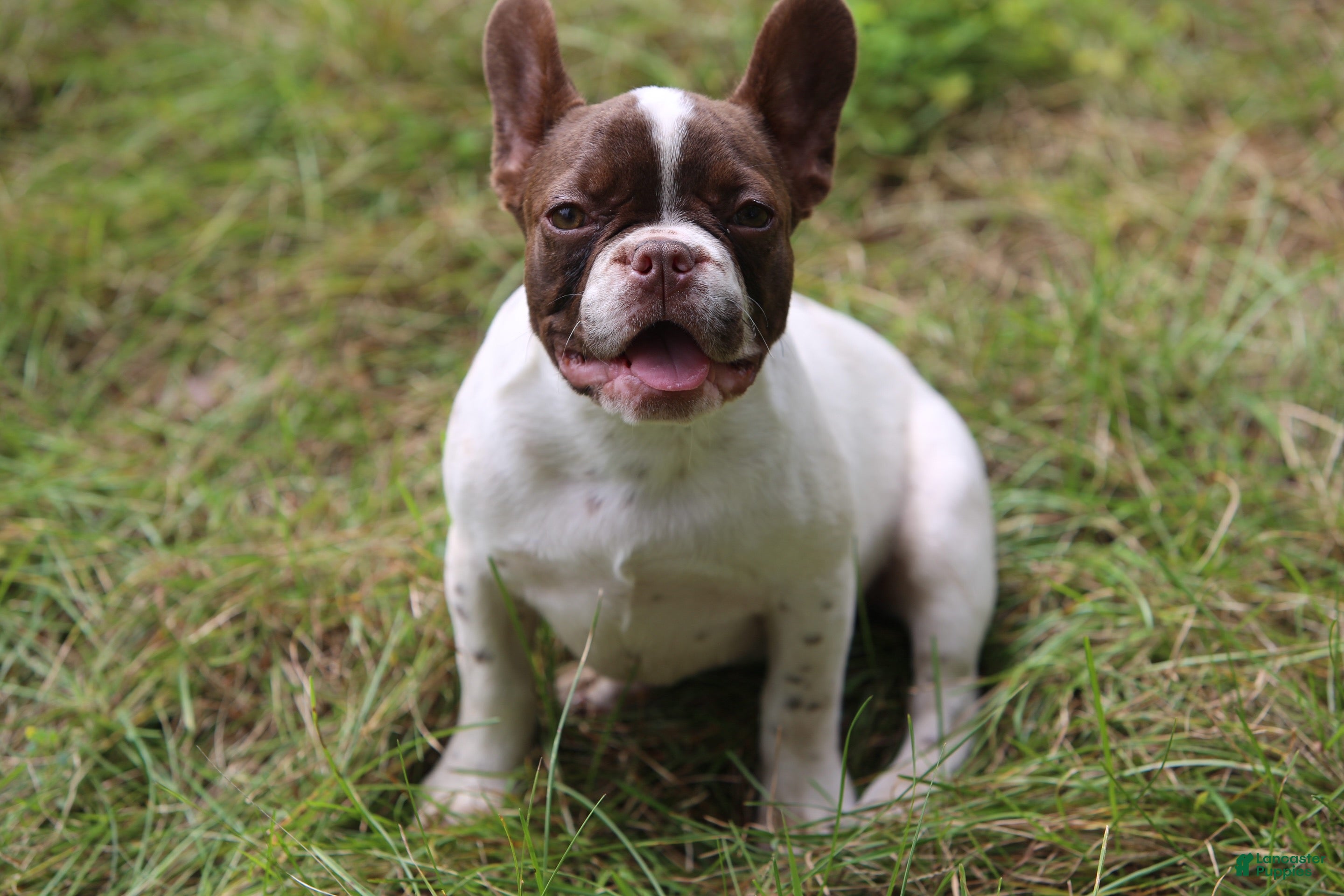 French Bulldog