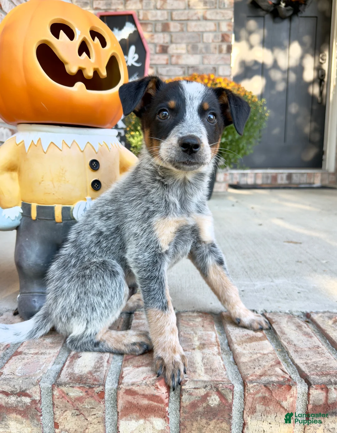 Australian Cattle Dog dogs for sale: Cash - Ad 2