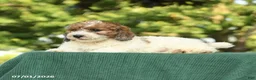 Miniature Poodle dogs for sale: Chase - Ad 3