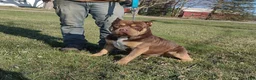 American Bully dogs for sale: American Bully Puppy 1 - Ad 2