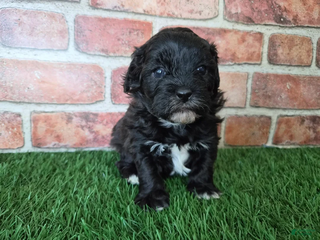 Shihpoo dogs for sale: Oreo - Ad 8