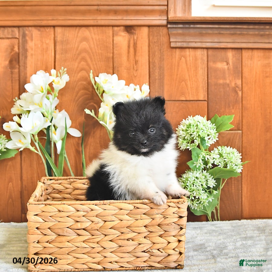Pomeranian dogs Pippin      EXTRA SMALL - Ad 1