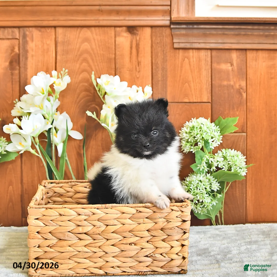 Pomeranian dogs for sale: Pippin      EXTRA SMALL - Ad 1