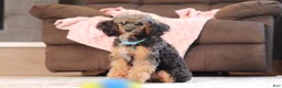 Mixed Breed dogs for sale: Ranger (AKC) - Ad 4
