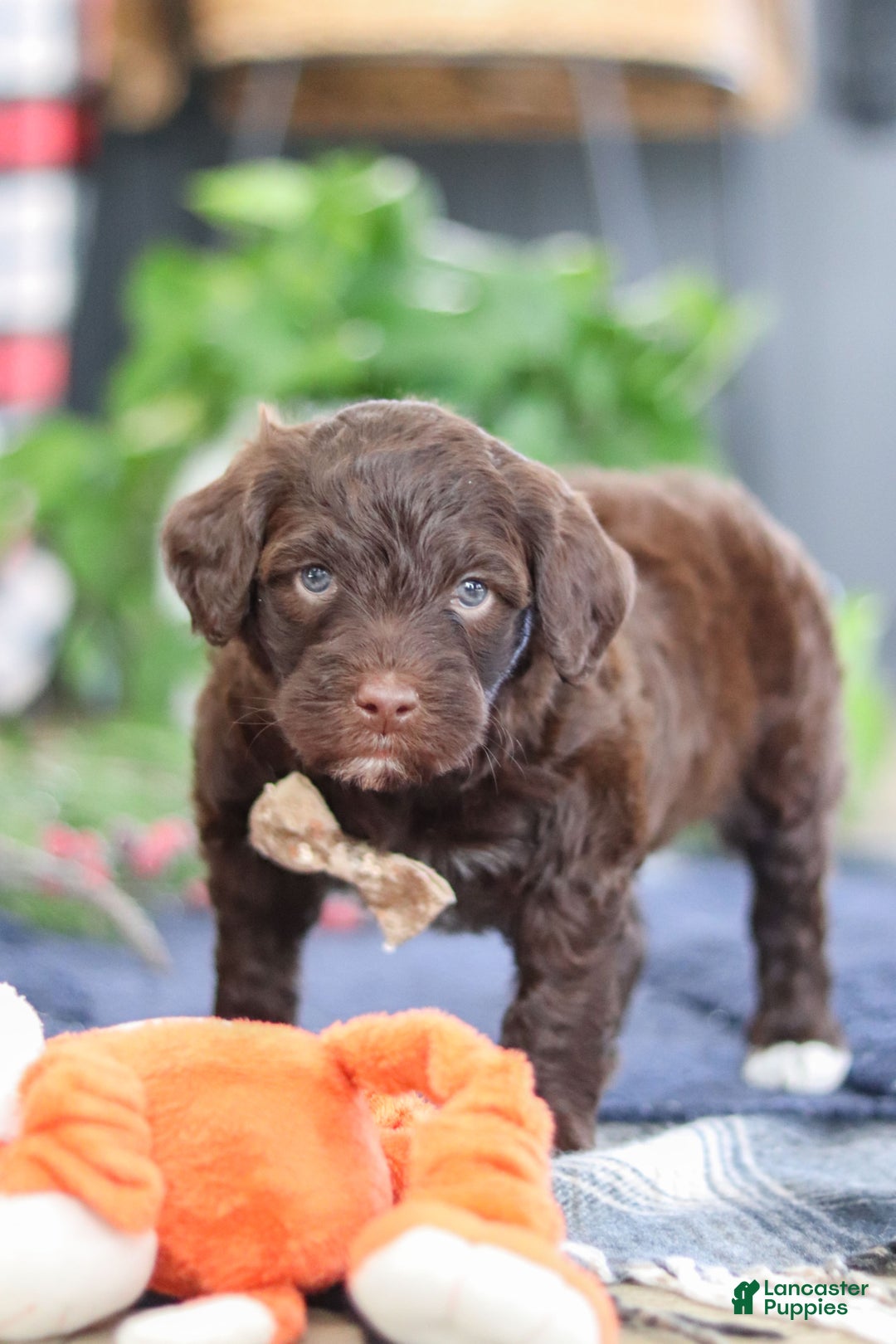 Portuguese Water Dog dogs for sale: Sonny - Ad 7