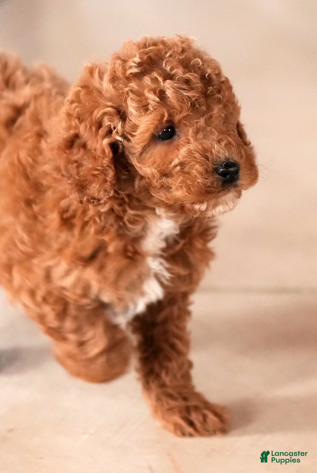 Mini Goldendoodle dogs for sale: Jay - Ad 9