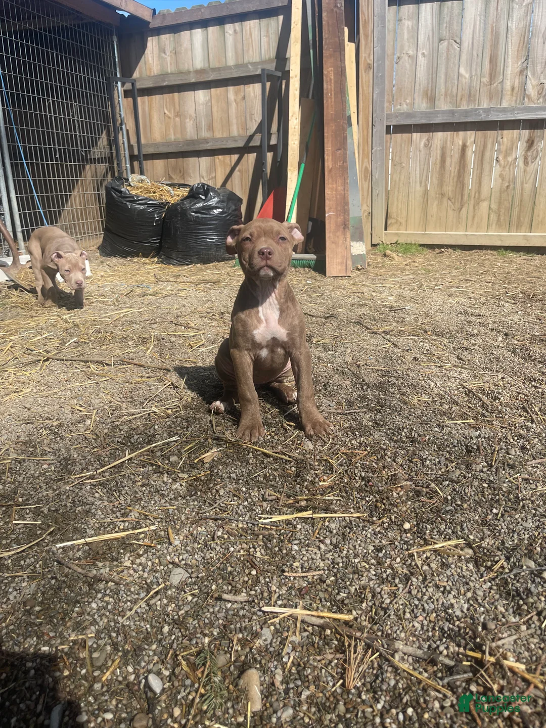 American Bully dogs for sale: American Bully Male 3 - Ad 1