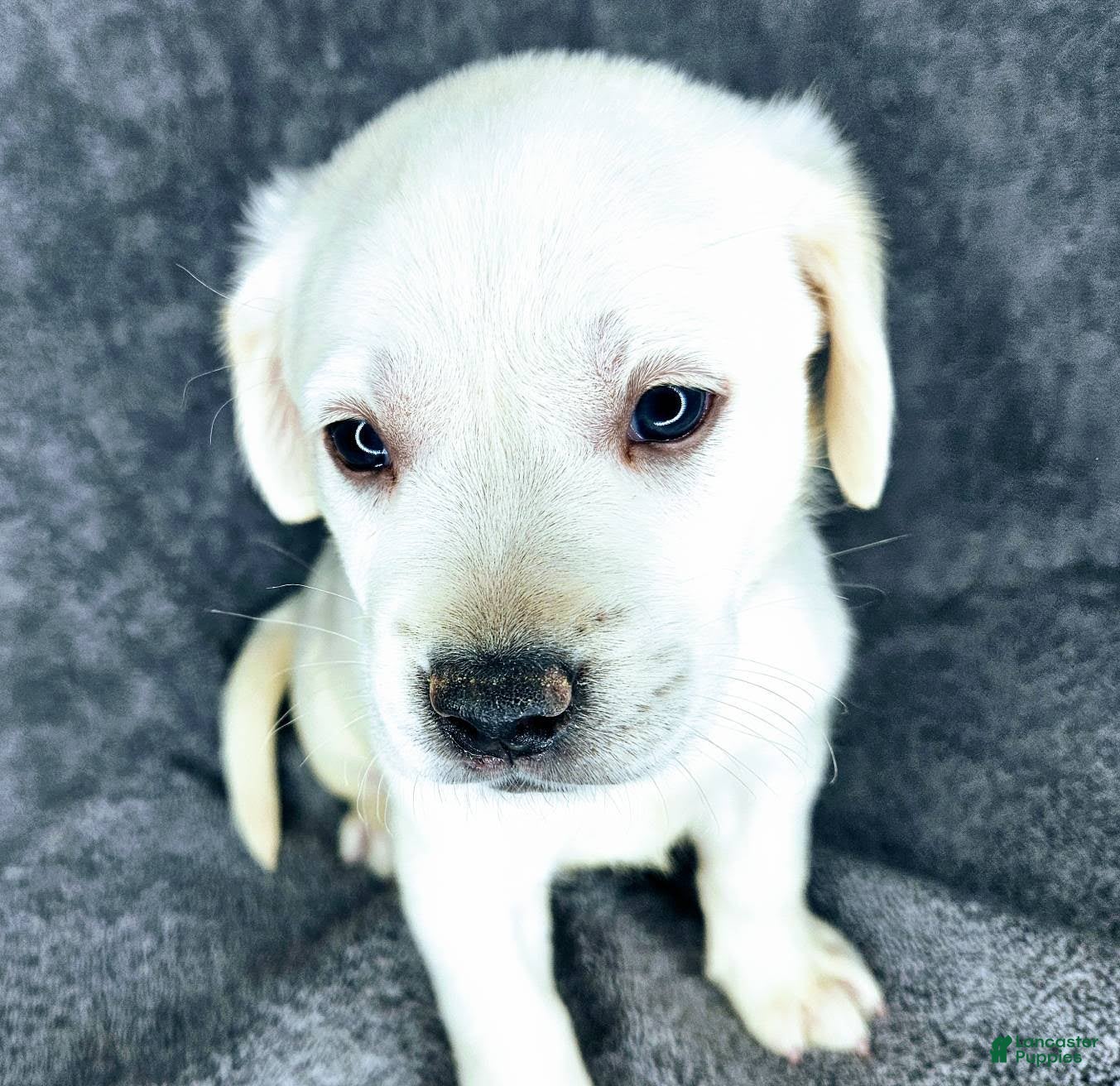 Labrador Retriever dogs Milly - Ad 2