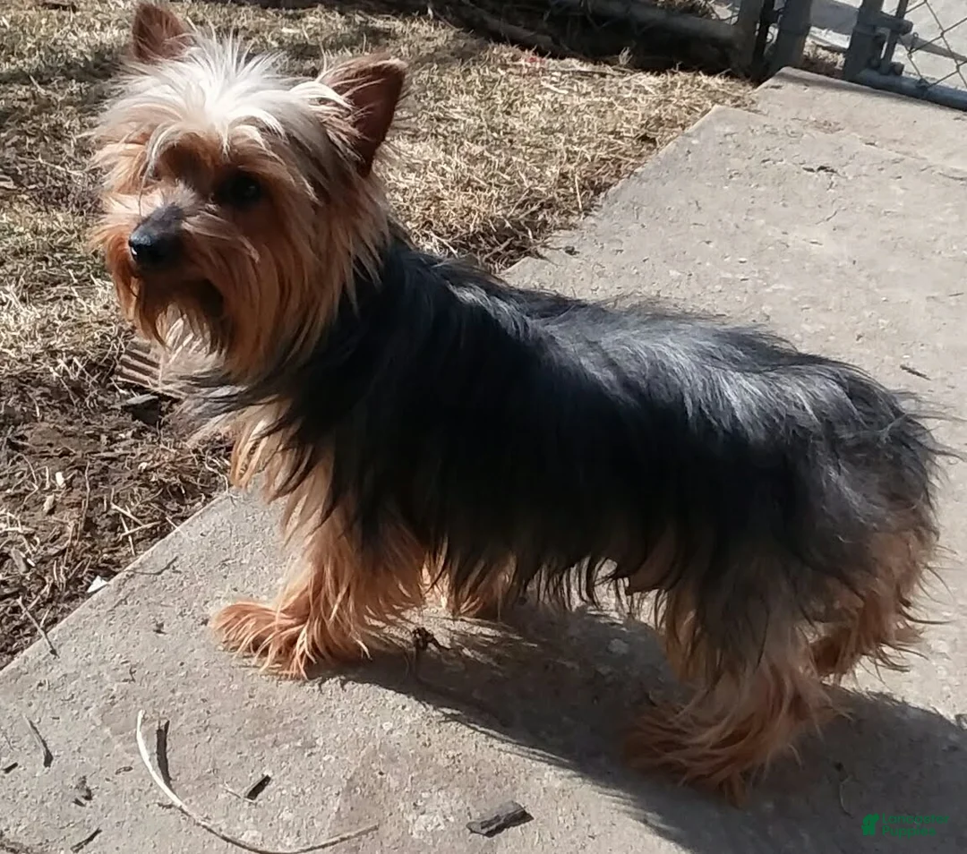 Yorkiepoo dogs for sale: Milo  - Ad 5