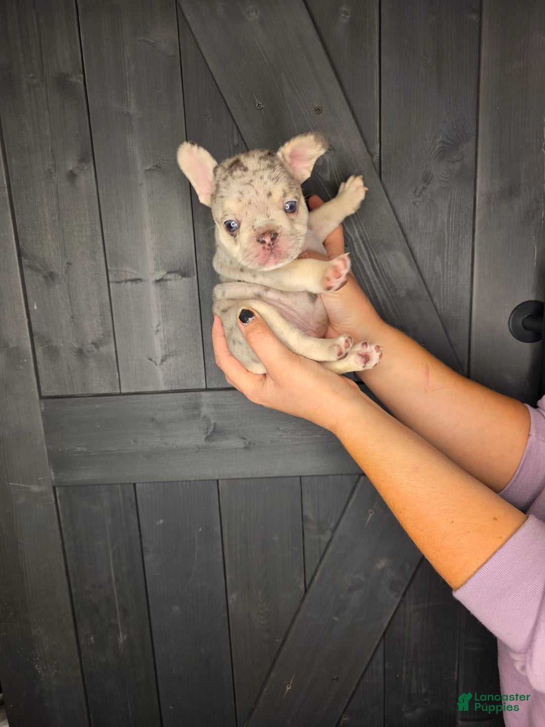 French Bulldog dogs for sale: French Bulldog Puppy 2 - Ad 1