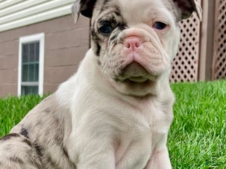 Mixed Breed dogs - Ad 21