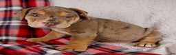 Mixed Breed dogs for sale: Midnight - Ad 2