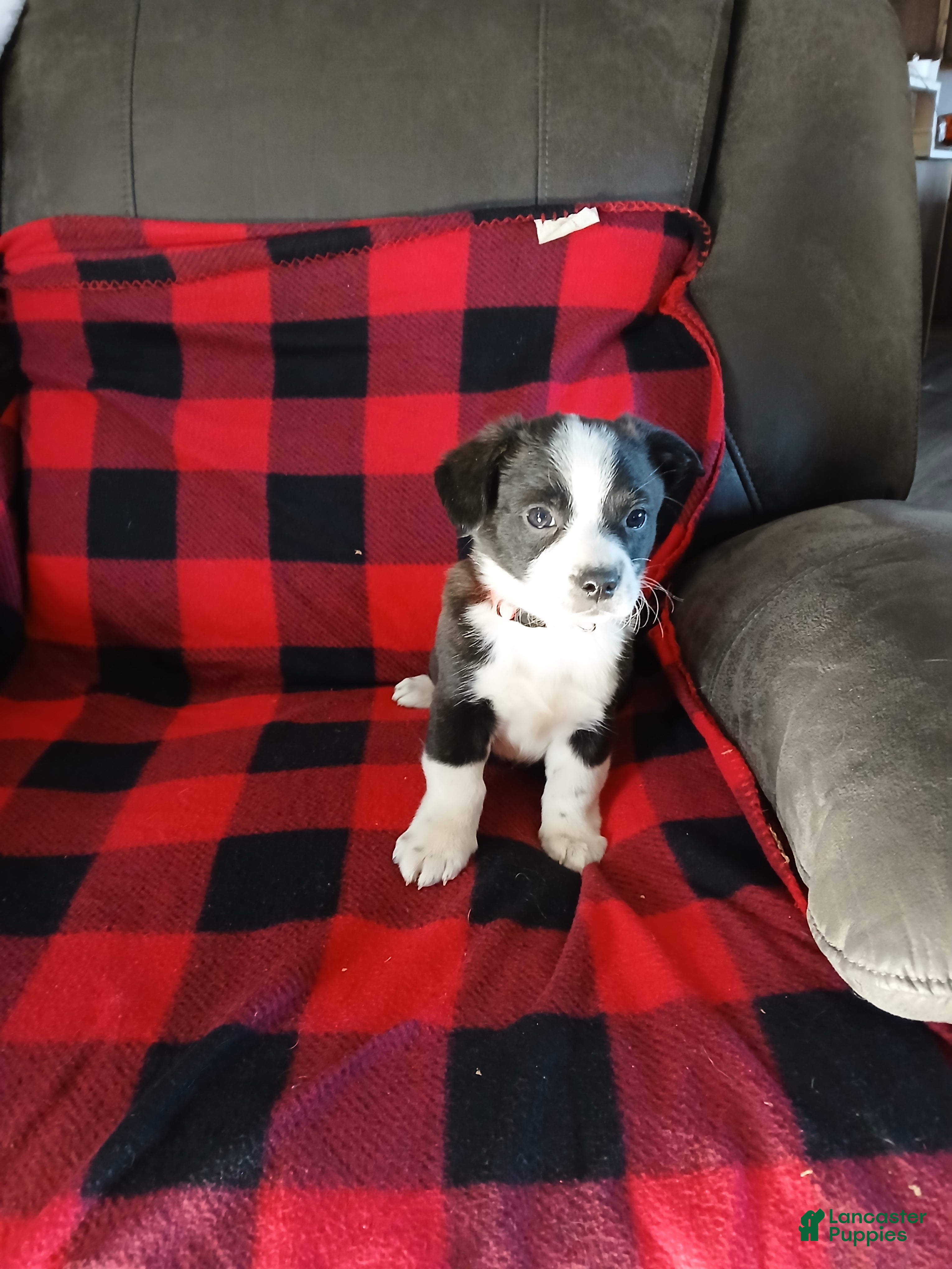 Boston Terrier dogs Boston Terrier Puppy 5 - Ad 15