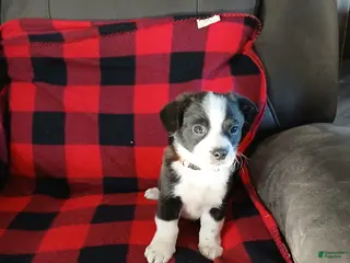 Boston Terrier dogs Boston Terrier Puppy 5 - Ad 15