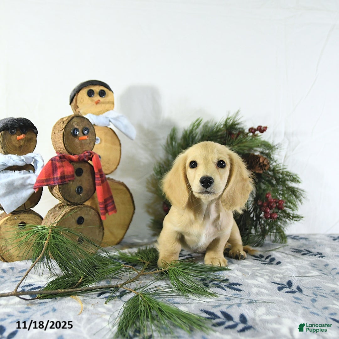 Miniature Dachshund dogs for sale: Ollie - Ad 8