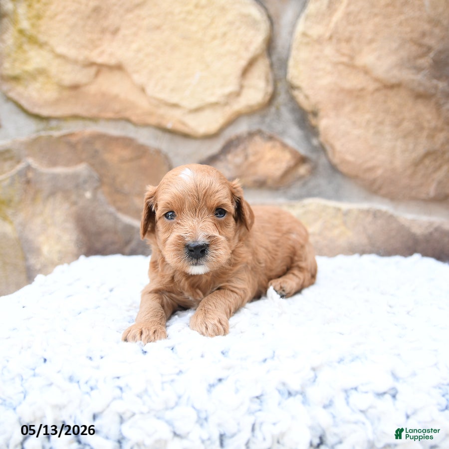 Cavapoo dogs Forest - Ad 2